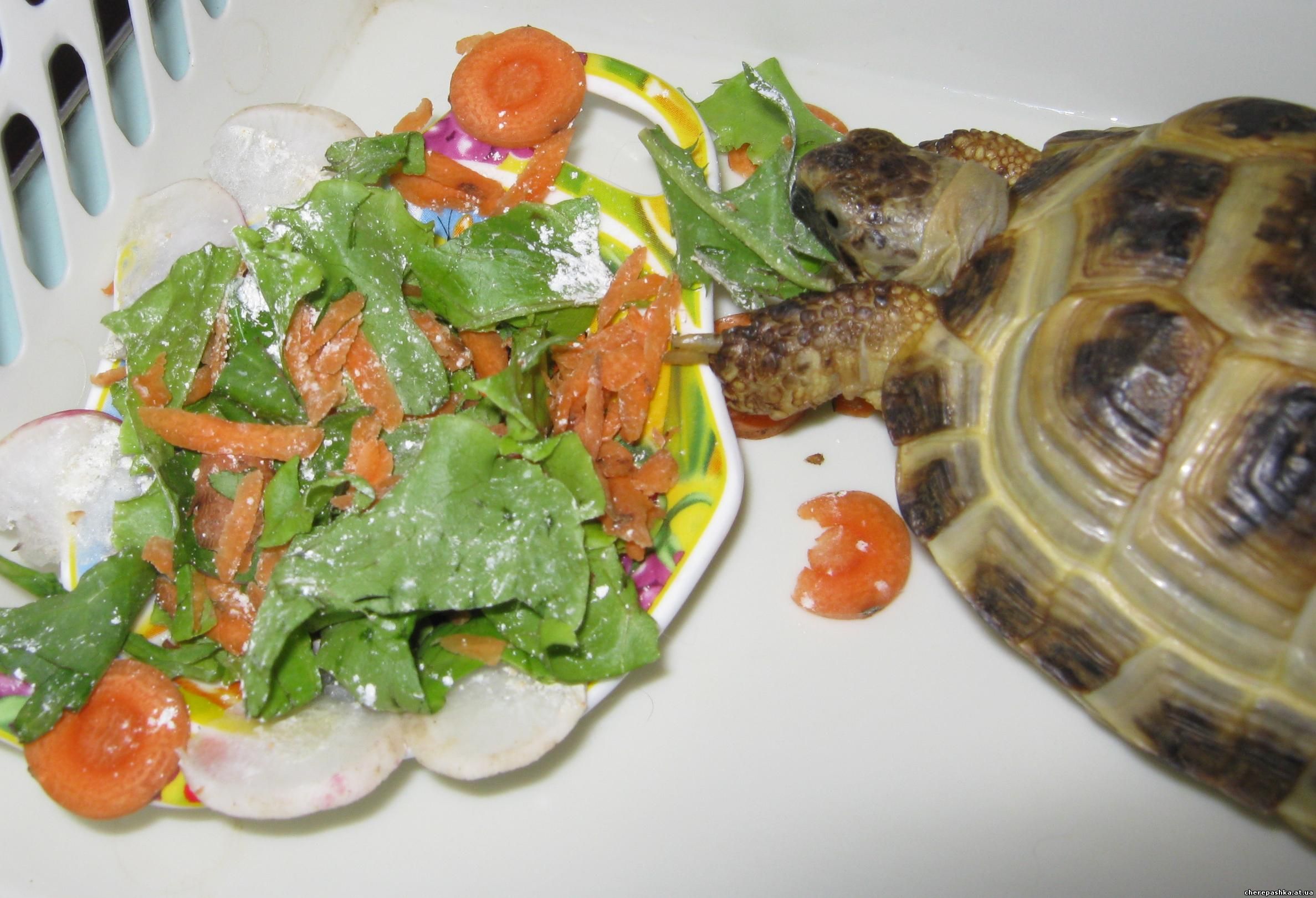 Еда красноухой черепахи